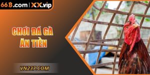 Chơi Đá Gà Ăn Tiền – Kịch Tính, Chiến Thuật Và Đẳng Cấp