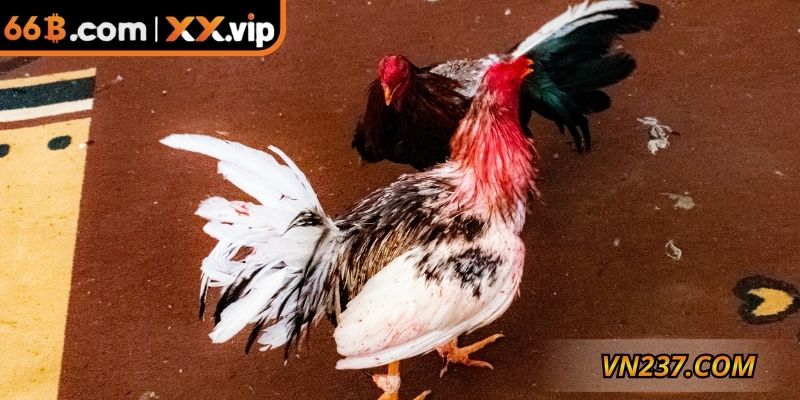 Học cách kiềm chế cảm xúc khi chơi đá gà ăn tiền