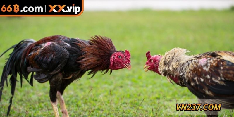 Chơi đá gà ăn tiền với luật dễ hiểu