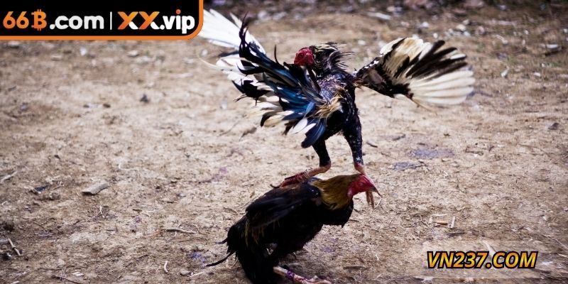 Có nhiều hình thức đá gà dành cho người dùng