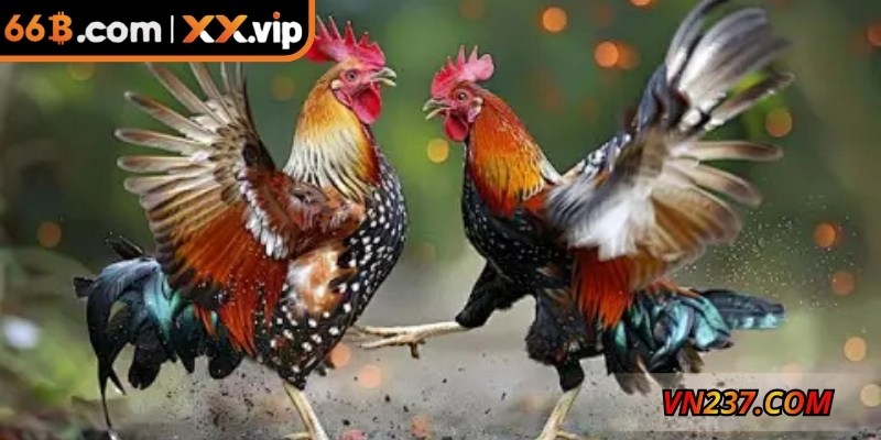 Khám phá nhiều thể loại hấp dẫn tại đá gà 66B