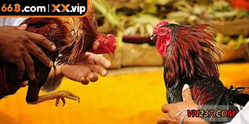 Trải nghiệm hấp dẫn, quản lý thông minh, chiến thuật tối ưu