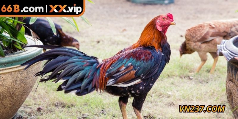 Có nhiều phân loại gà chọi Philippin để lựa chọn