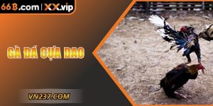 Gà Đá Cựa Dao – Màn Đối Đầu Đỉnh Cao Đầy Kịch Tính